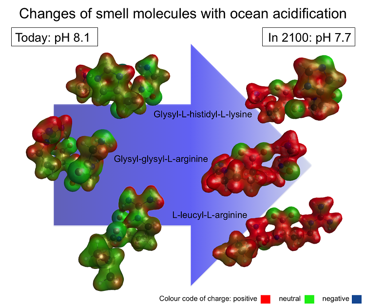 Model conformers of three smell molecules in today’s ocean pH and in future oceanic pH conditions